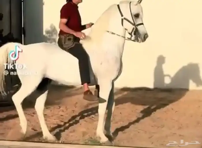مهره عربيه 4