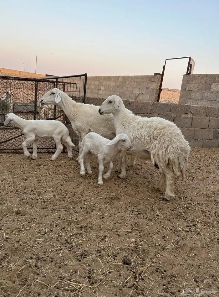 حريات متابيع طيبه جدا 0
