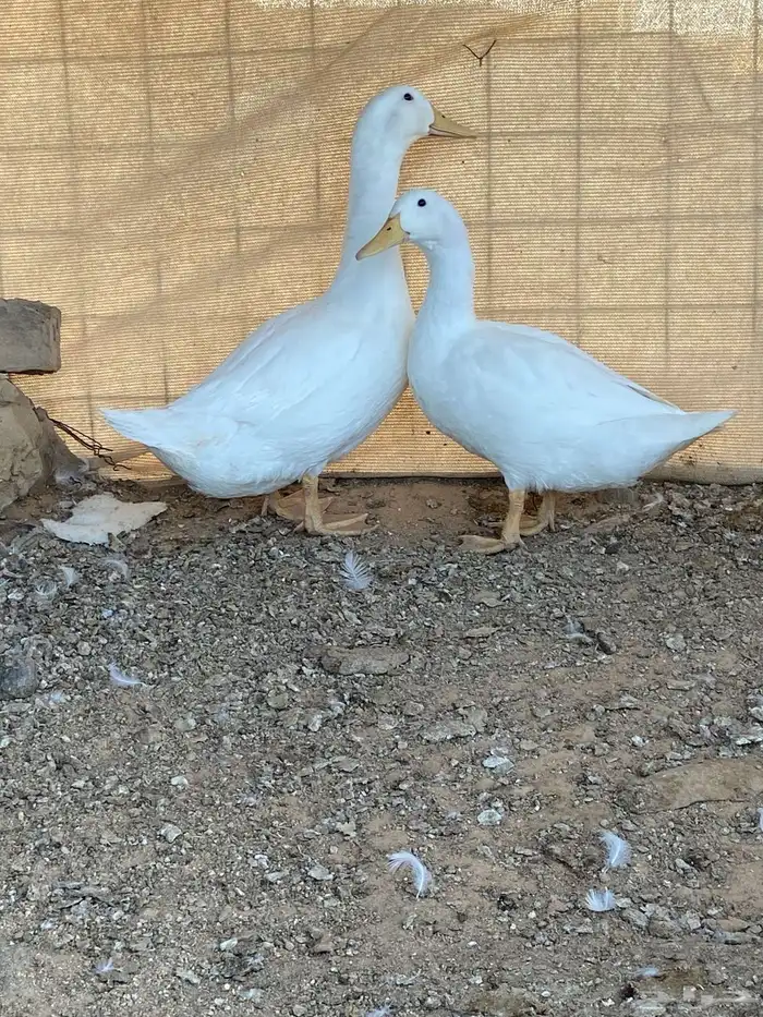 بط بكيني 6