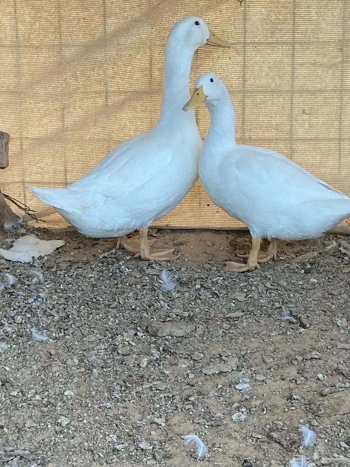 بط بكيني 0