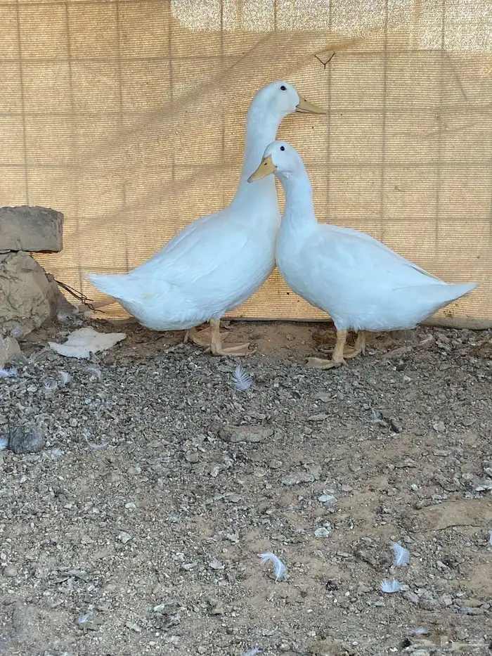 بط بكيني 5