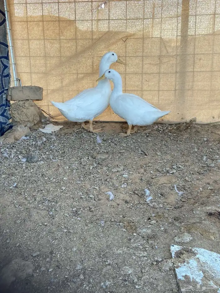 بط بكيني 4