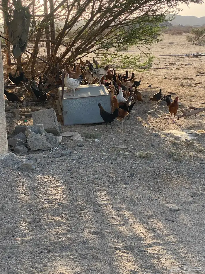 البيع دجاج العدد 100 الشرط من المرض 2