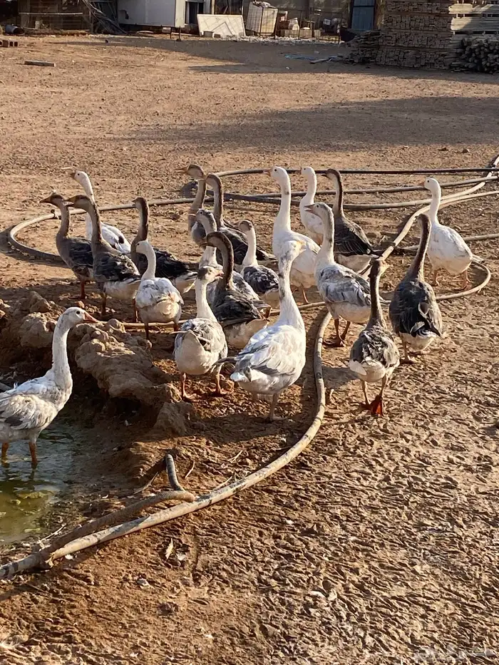 عروض على طيور منوعه 0