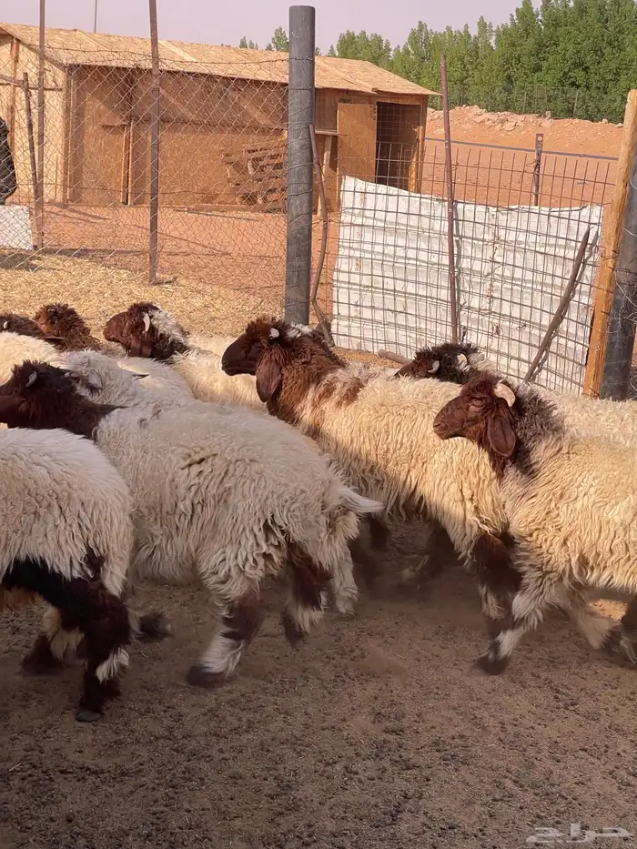 نعيم طليان ذبايح 0