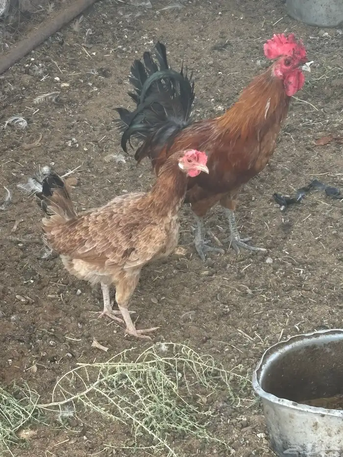 للبيع دجاج بلدي 3