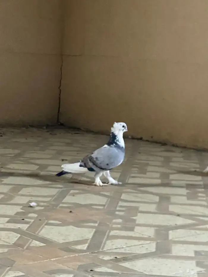 زوج رماني كفو انتاج كفو 2