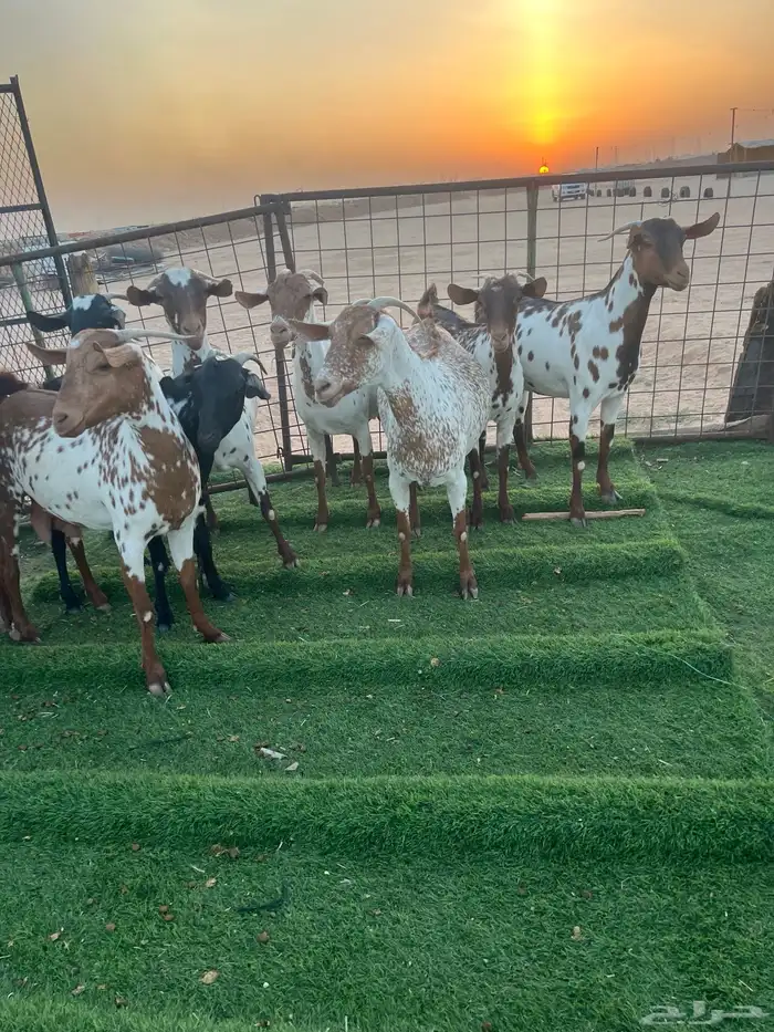 ماعز جنوبي 0
