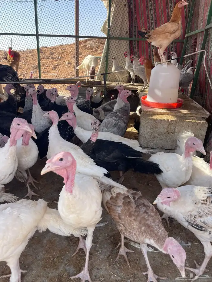 رومي العمر4 شهور وفوق العدد حول50 2