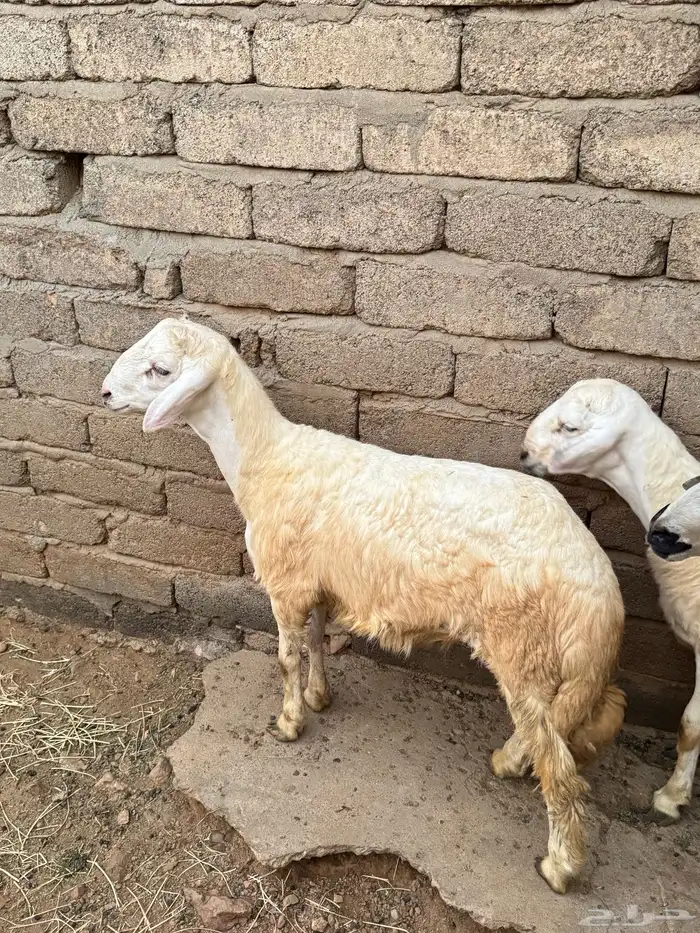 للبيع خرفان 2