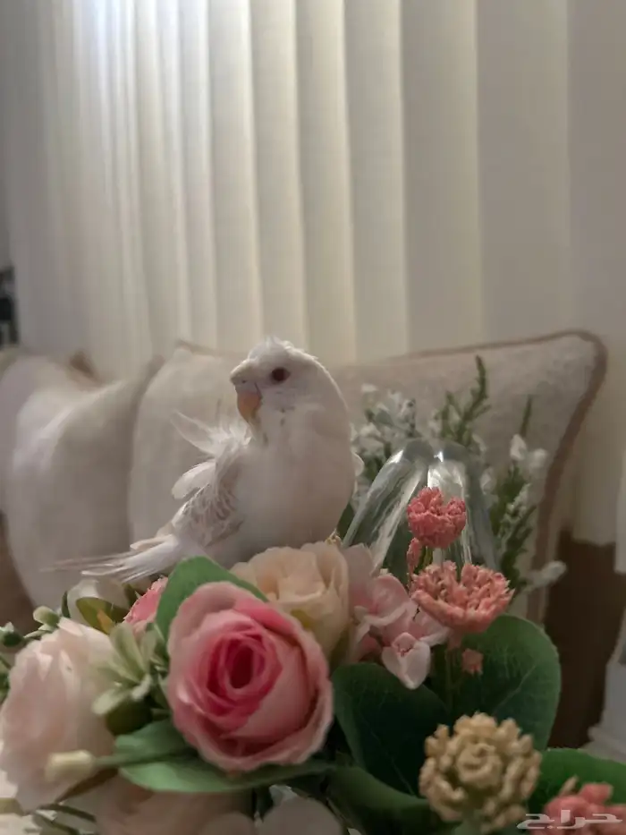 هوقو لا سوينق اليف لا يعرف العض من انتاجي 3