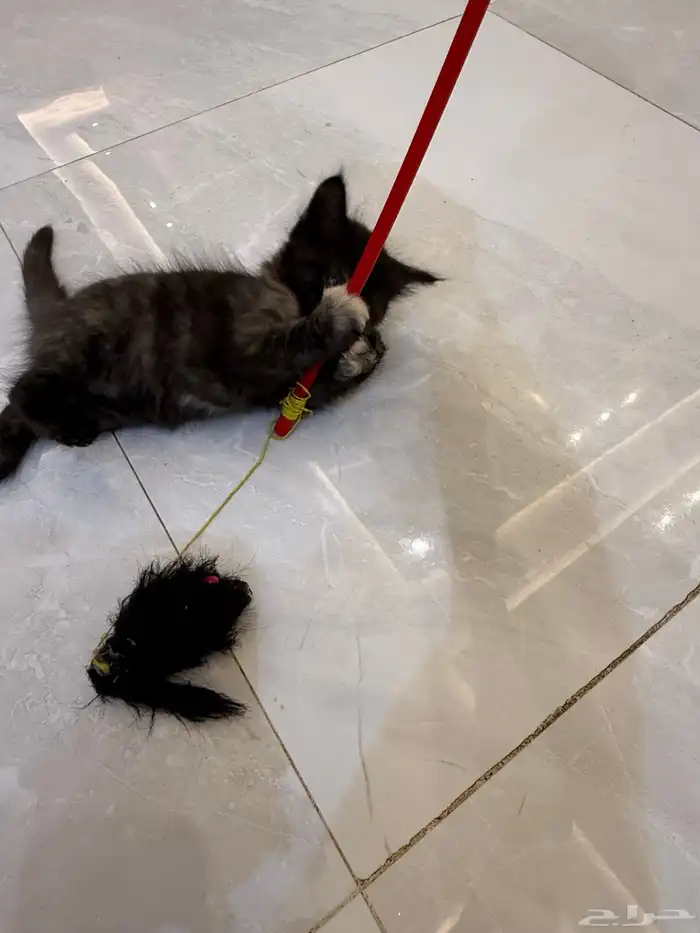 قطط للبيع 5