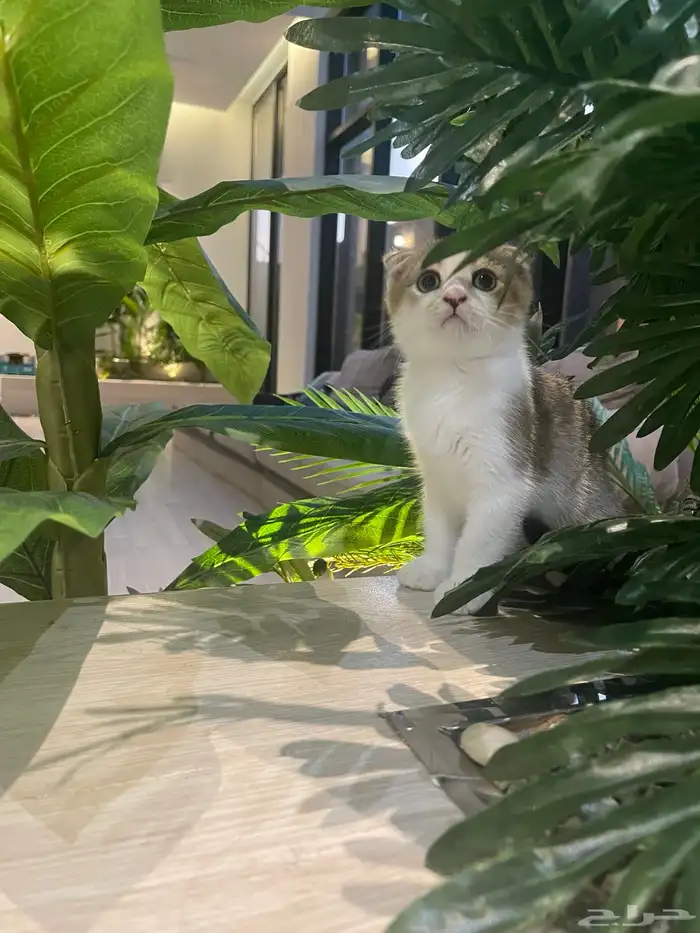 سكوتش ذكر بيور ( تم البيع) 5