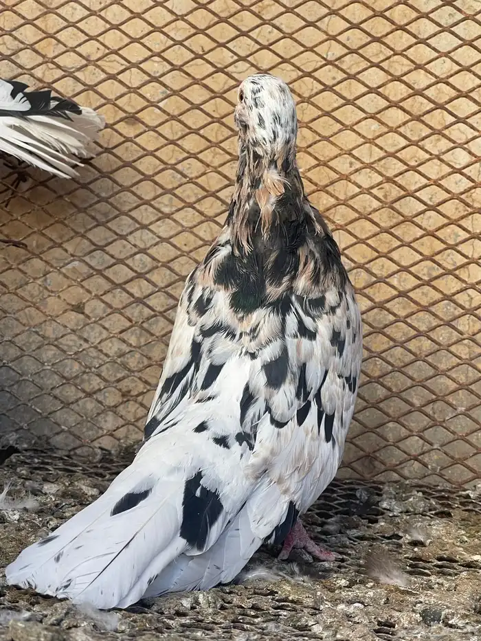 تفاحي حمام 0