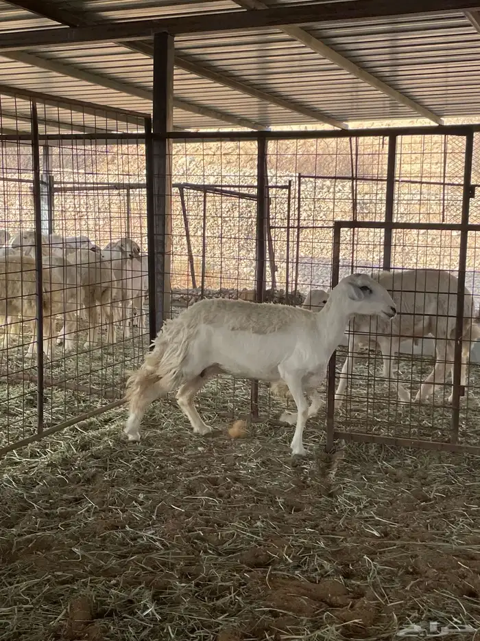 رخل حرشا دافع شرط سونار ورخل عيسيه 1