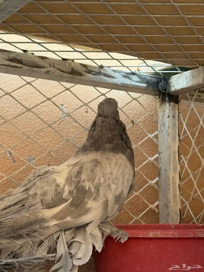 نوادر الحمام 1