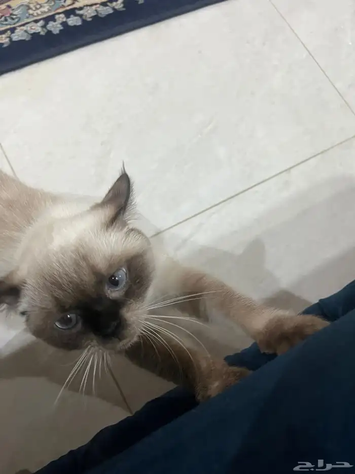 قطة انثى نوع سياميه 2