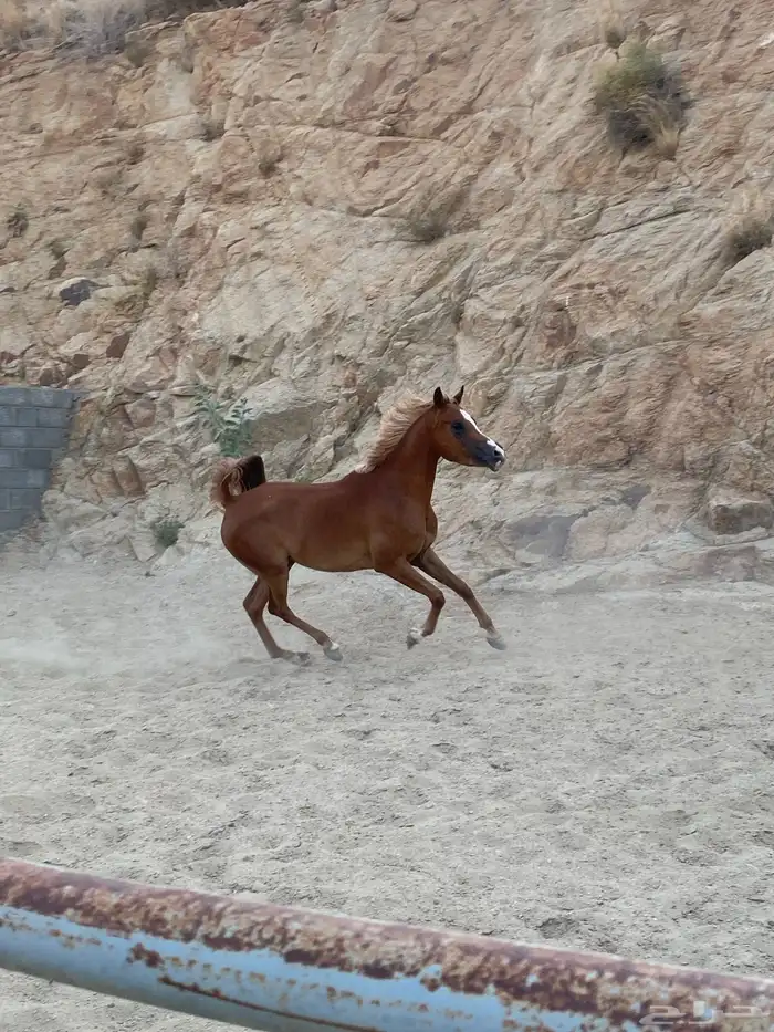 مهره شعبيه كفو 3