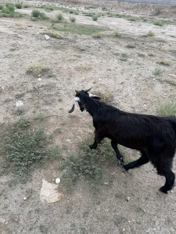 2 عنقان وتيس 2