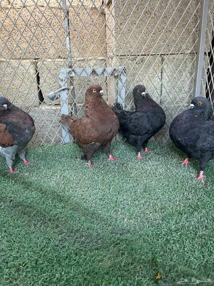 حمام كنق مدينا 4