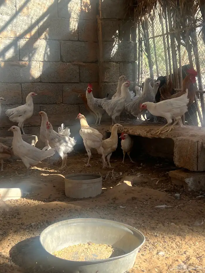 دجاج فيومي ولوهمان 0