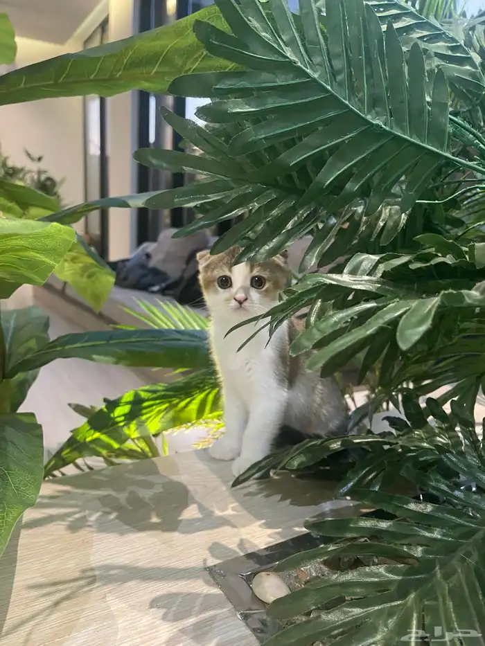 سكوتش ذكر بيور ( تم البيع) 6