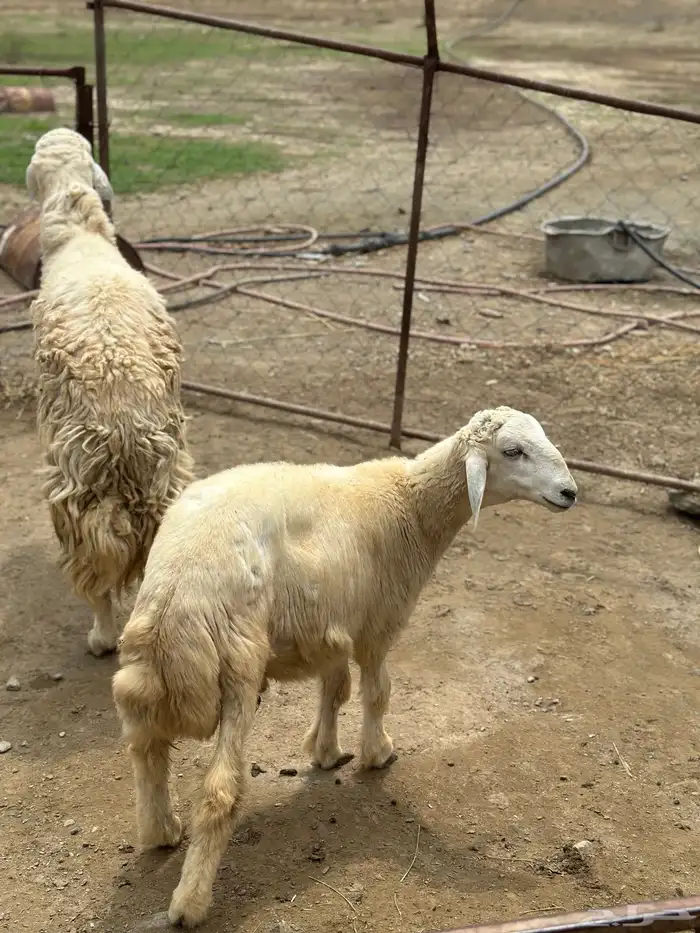 مشروع فحل حري صنف تم البيع 1