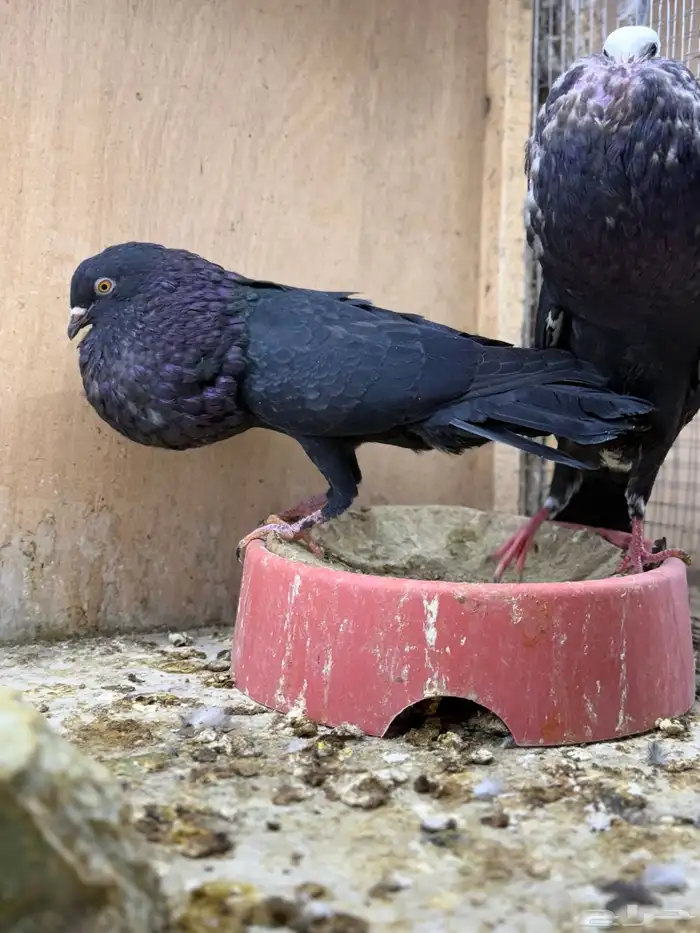 نفاخ سنب ستيجر 1