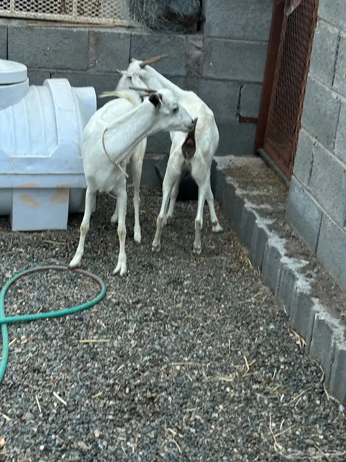 معزا بيشي 1