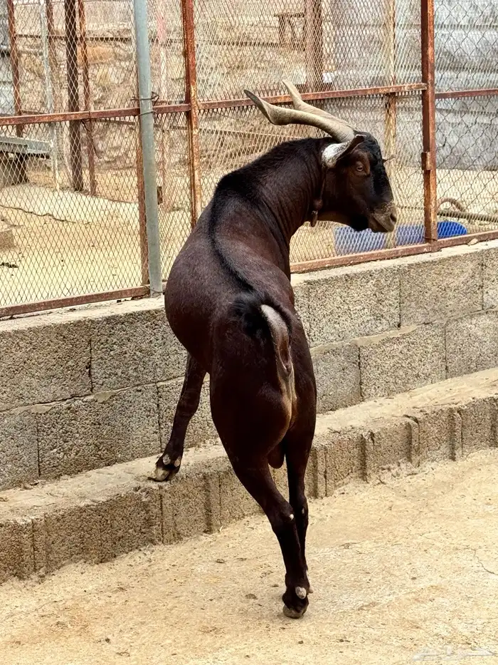 تيس فحل ادبس 3