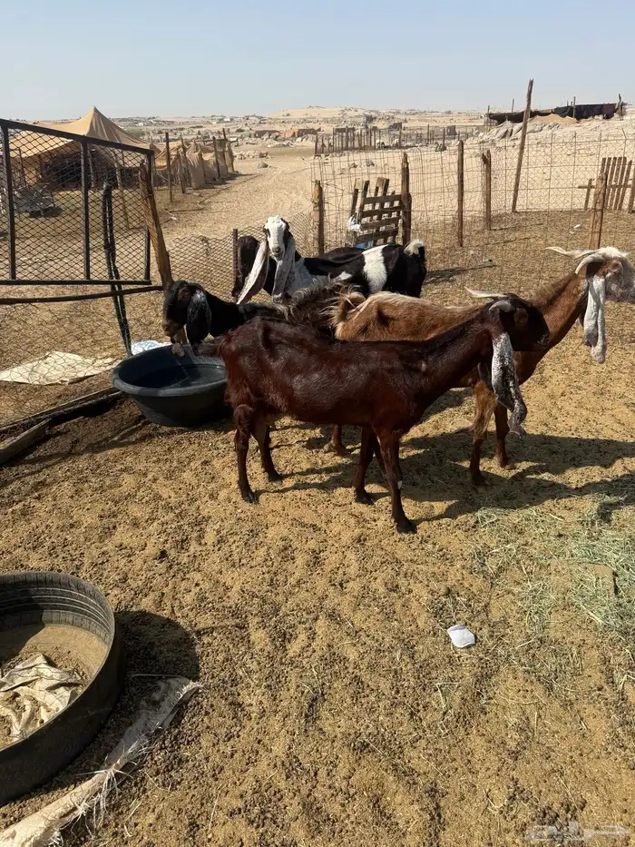 معزا مشاريك للبيع 1