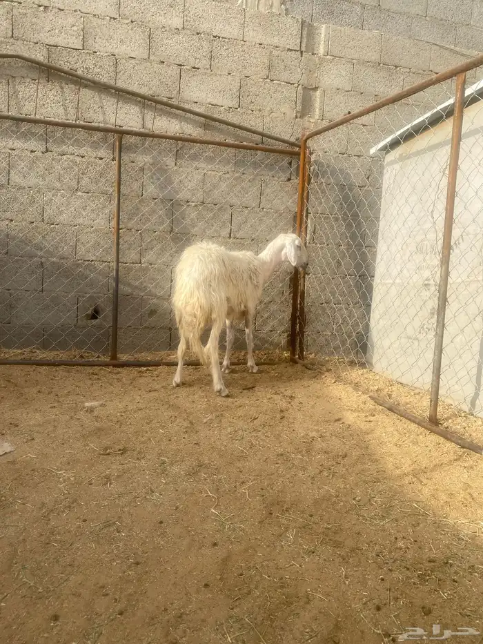نعجه مسوي طري دافع شرط صفرا 0