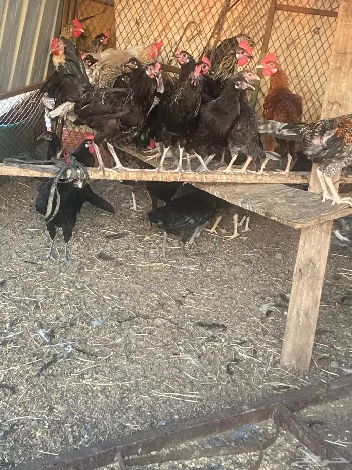 دجاج بلدي 3