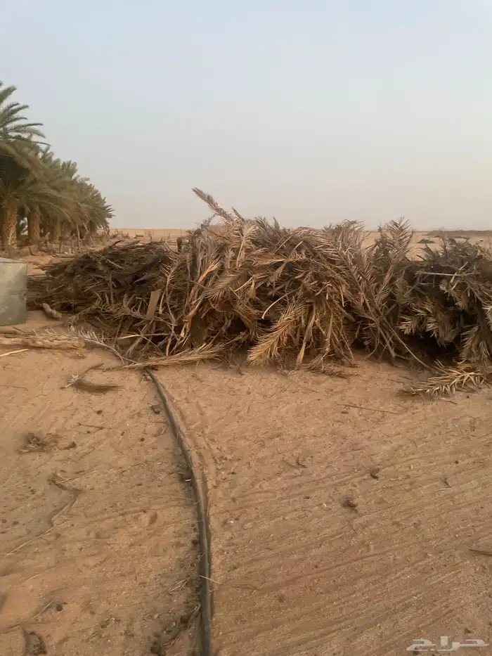 جريد 0