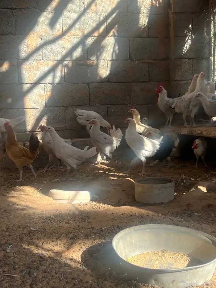 دجاج فيومي ولوهمان 1