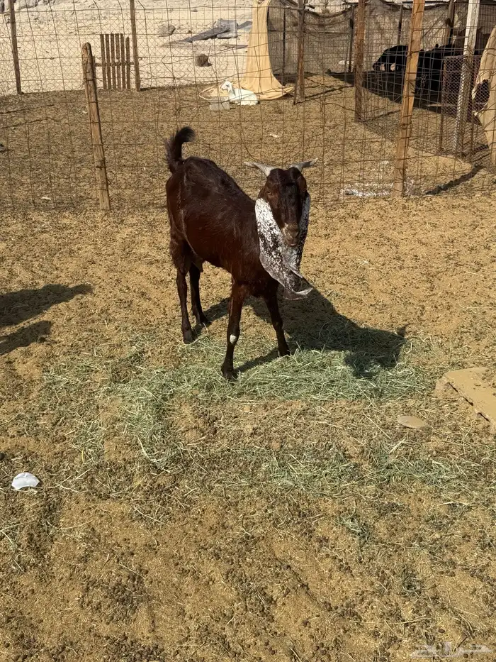 معزا مشاريك للبيع 2