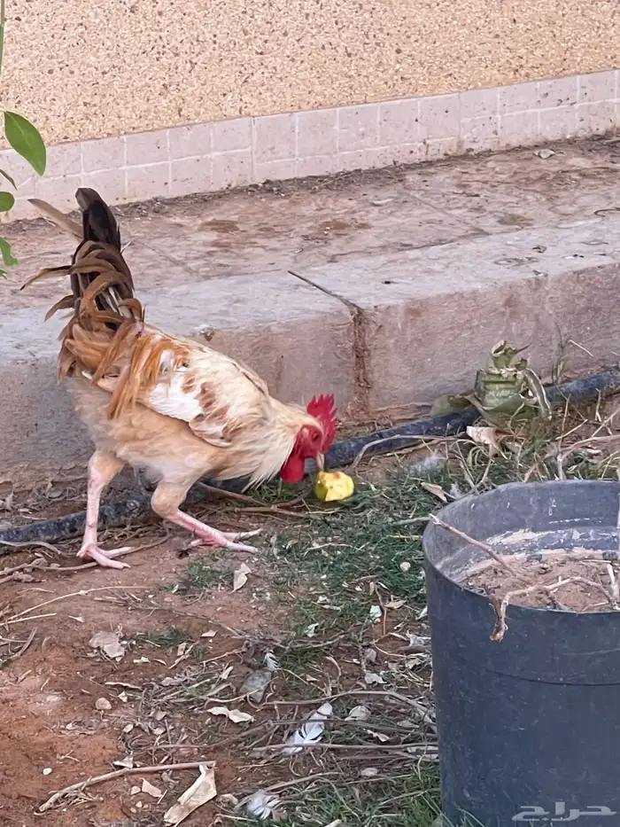 ديك للبيع 1