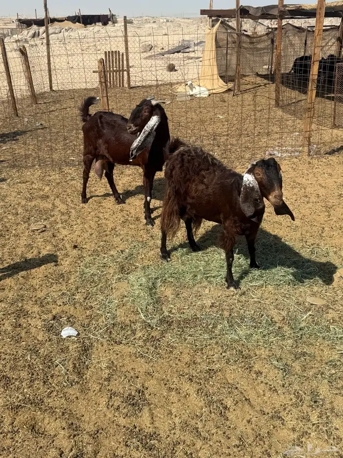 معزا مشاريك للبيع 6