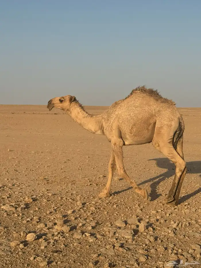 قعود 2