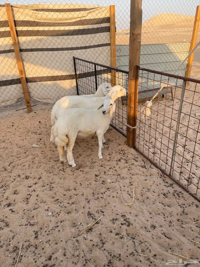 خروف واثنين رخال 4