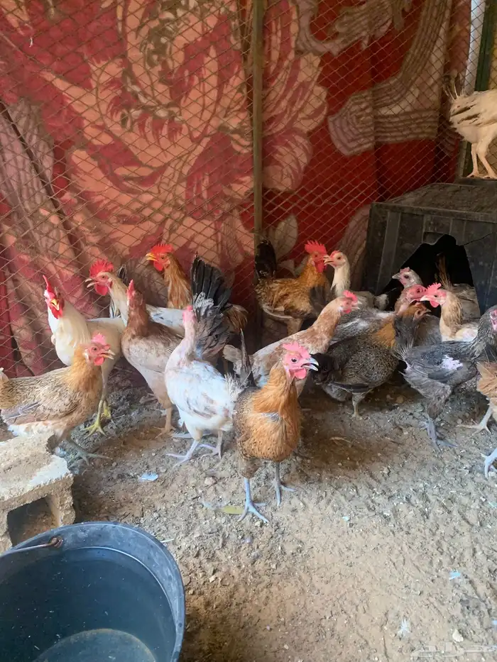دجاج بلدي بياض فقط العدد 20 4
