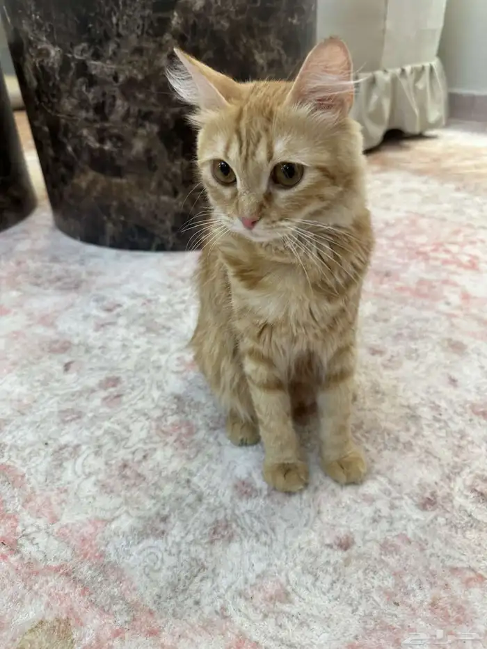 قطط لتبني حايل 2