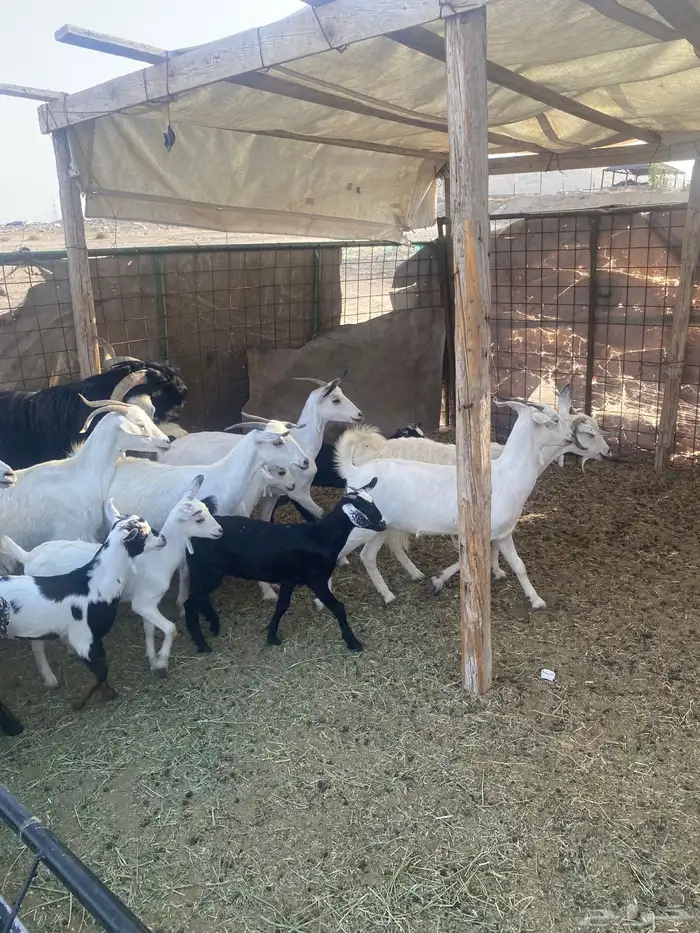 مع ا خلفات صغار تم البيع 1