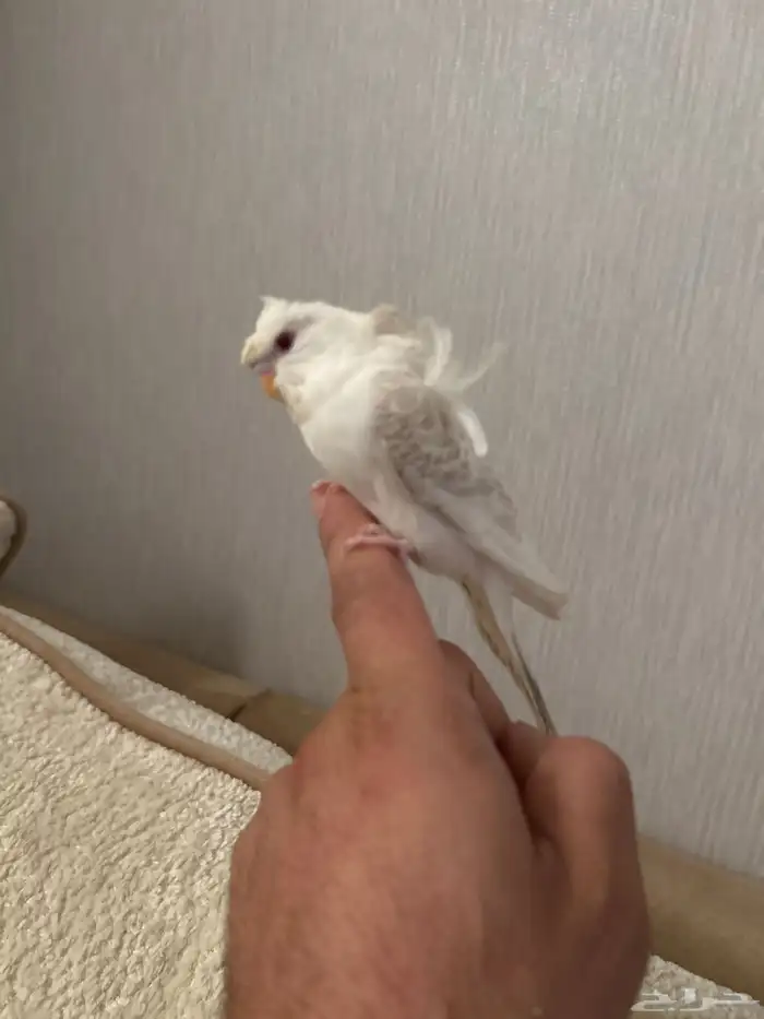 هوقو لا سوينق اليف لا يعرف العض من انتاجي 1