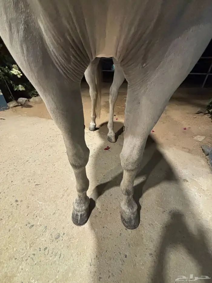 الخيل شعبي شيخخ 1