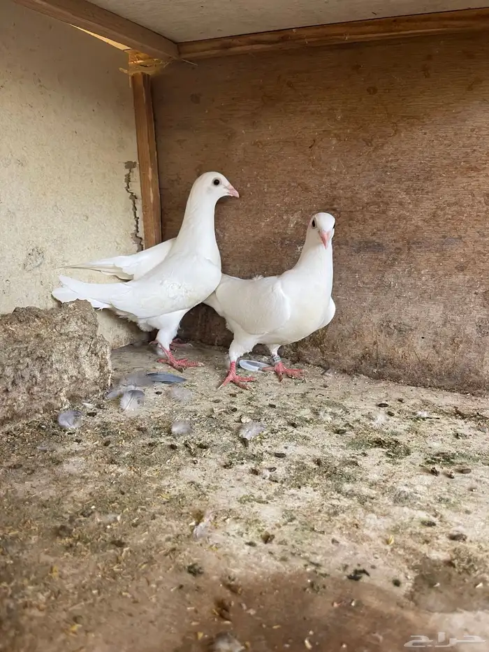 طبة زاجل ابيض 1