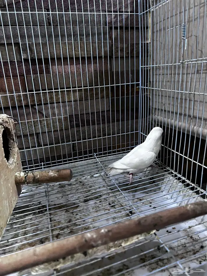 4 طيور كروان هولندية وطير روز 1