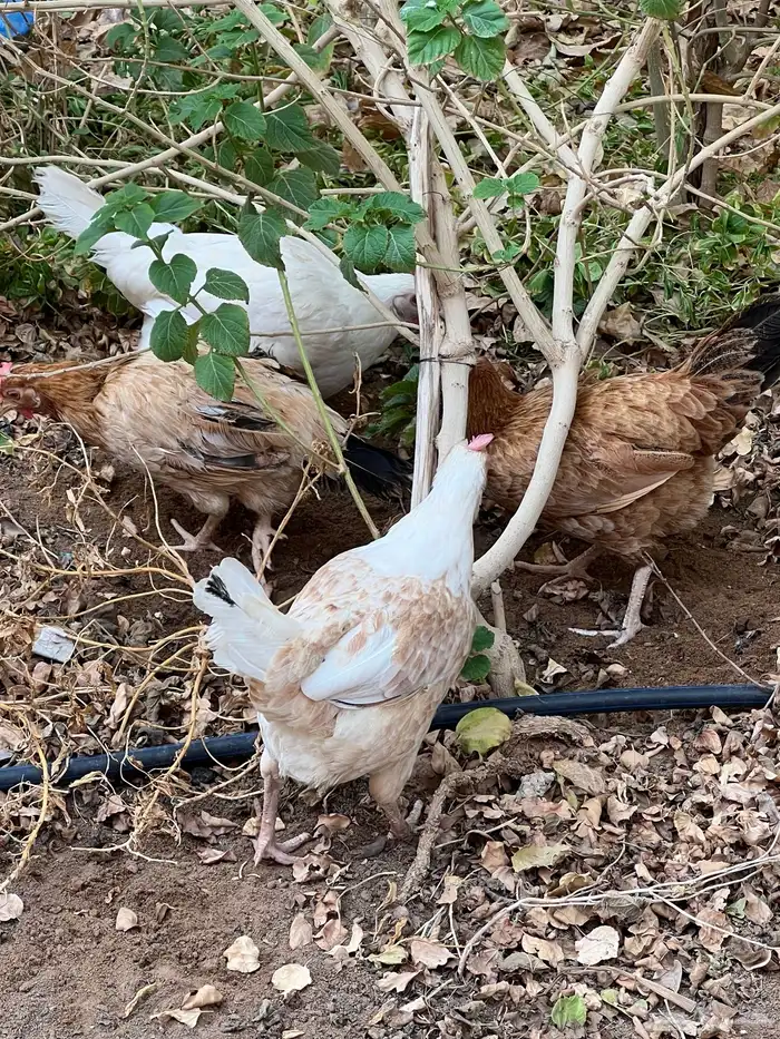 دجاج للبيع 15