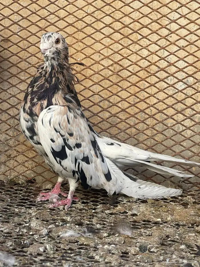 تفاحي حمام 2