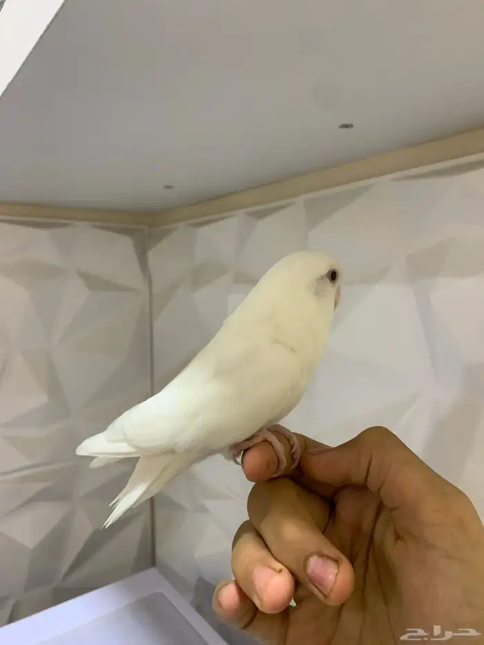 للبيع ببغاء روز اليف ما يعض 0
